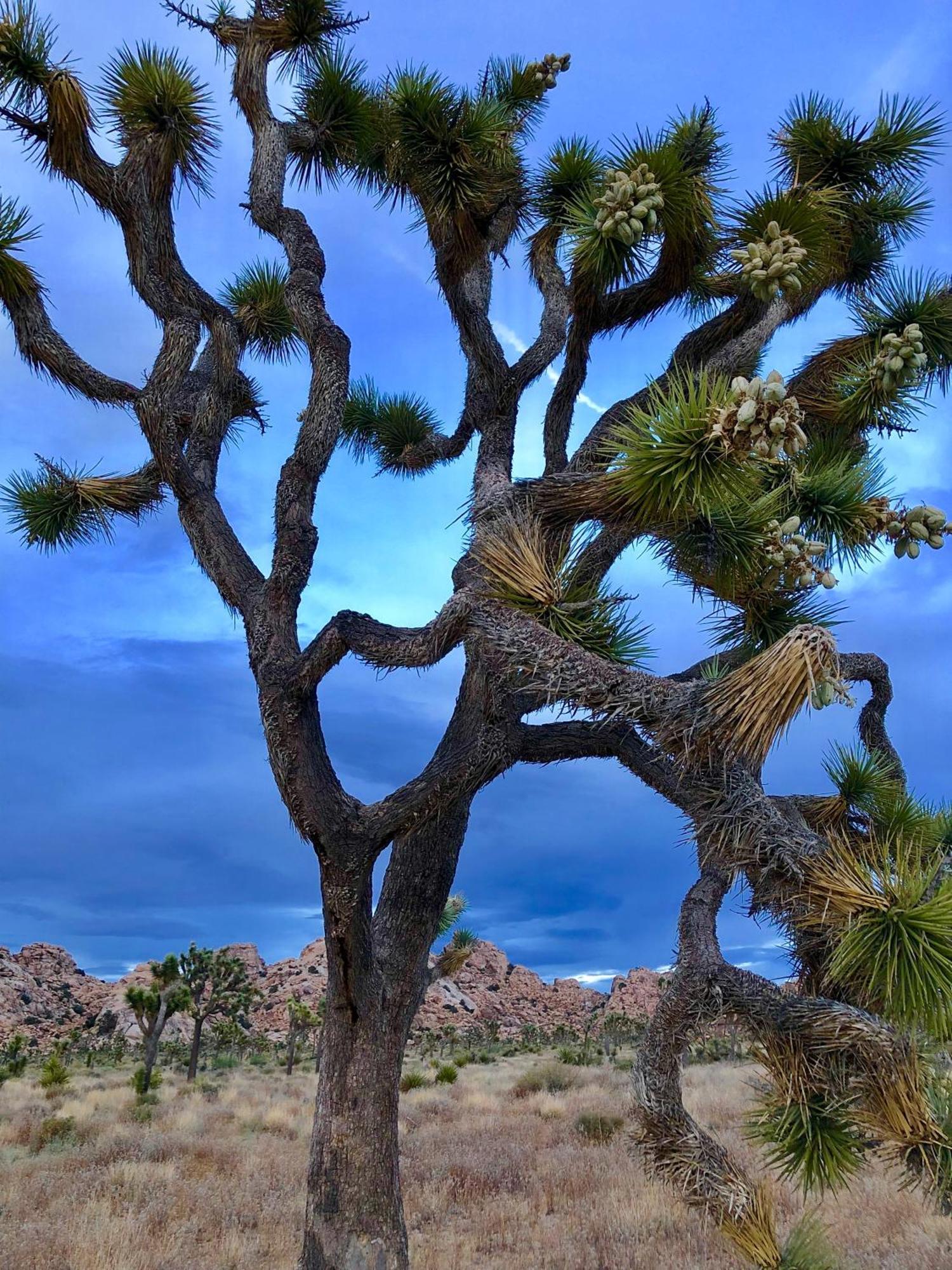 Cozy Desert Retreat With Amazing Views Only 4 Miles To Jtnp Joshua Tree Eksteriør bilde